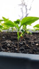 young plant growing from soil