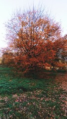 Obraz premium autumn in the park