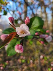 Close up, macro shot, of a pink and white crabapple tree blossom in early Spring.