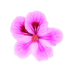 Violet geranium flower