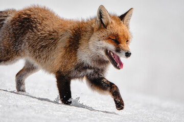 Fox in the snow