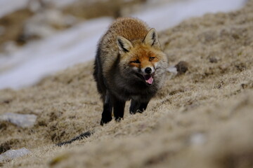 Fox in the snow