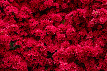 Obraz premium 満開のツツジ 赤