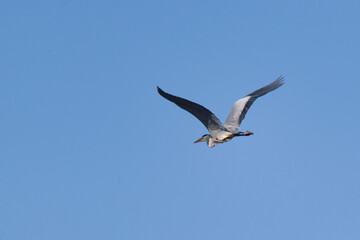 Fototapeta na wymiar Gray heron in flight