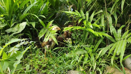 Abstract Defocused Chicks are hiding among the bushes in the Cikancung area, Indonesia