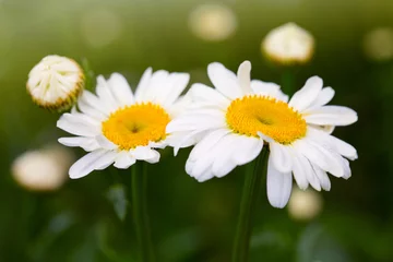 Gartenposter Macro shot of white daisy flowers isolated on green . © Swetlana Wall