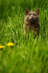 Naklejka na ściany i meble Lovely gray cat is enjoying in the fresh green grass with yellow dandelions on a spring day