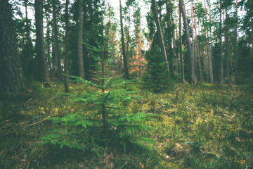 Gęsty las w jesienny pochmurny dzień.  - obrazy, fototapety, plakaty