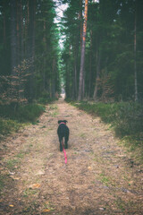 Samotny czarny pies odchodzący leśną ścieżką. 