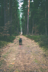 Samotny czarny pies odchodzący leśną ścieżką.  - obrazy, fototapety, plakaty