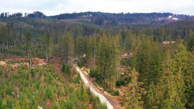 Aerial drone view of fall forest with spruce and pine trees and Silesian Beskid mountains in the background. Istebna, Poland.