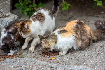 Naklejka na ściany i meble stray cats eat outdoors in summer,