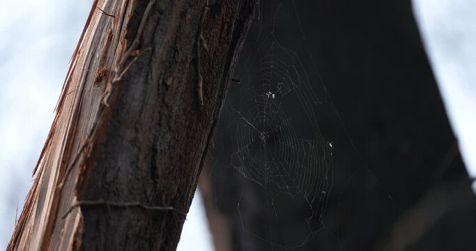 a spider's web in nature woven between two trees