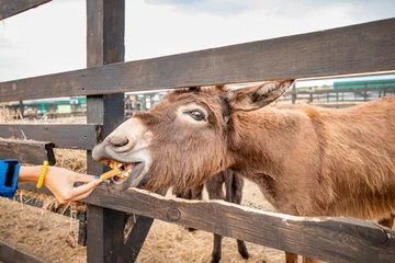 Tuinposter Feeding funny donkey with teeth in a stall at a petting zoo or farm © EdNurg
