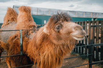 A camel behind a fence on a farm or a touching zoo