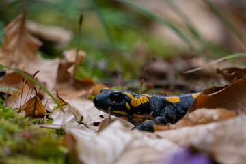 Feuersalamander im Wald