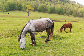 Obraz na płótnie Canvas horses graze a meadow in a picturesque place in the mountains. Live cattle and livestock concept