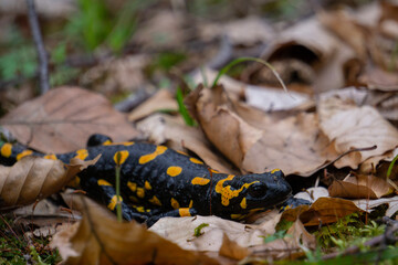 Feuersalamander im Wald