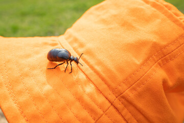 Meloe proscarabaeus beetle crawls on an orange hat