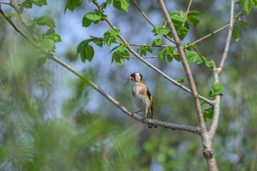 European goldfinch, carduelis carduelis, with twigs for the nest
