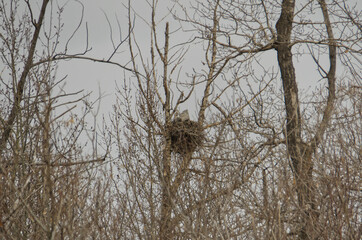 Mother Great-horned Owl and Owlet in a Nest 