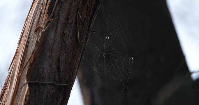 a spider's web moving in the wind in nature where small bugs are caught