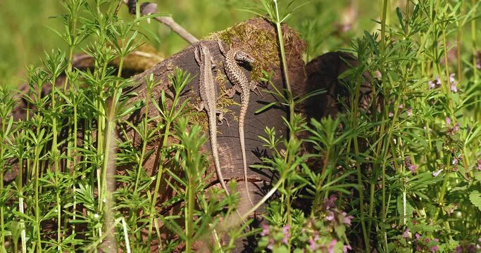 two male and female lizards in the sun in nature surrounded by plants