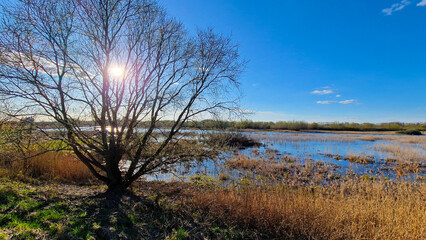 Fototapeta premium Sunny day at the ponds. 