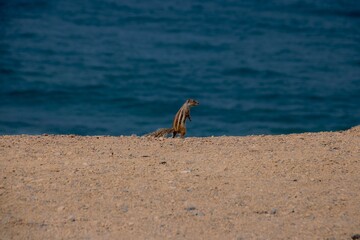 meerkat standing on sand looking to the right with the ocean in the background