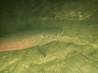Ito, a phantom fish from the Doto Raised Bog River