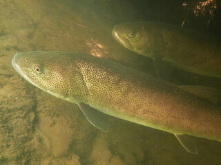 Ito, a phantom fish from the Doto Raised Bog River