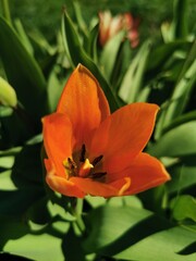 Kwiat tulipan. Zdjęcie zrobione w Wielkanoc, 17 kwietnia 2022 roku. - obrazy, fototapety, plakaty