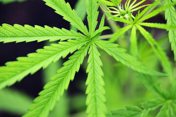 cannabis sativa leaf
