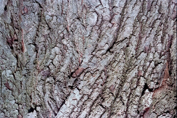 Linden bark texture