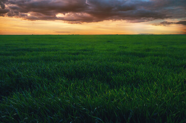 Agriculture landscape showing field of green wheat in spring.