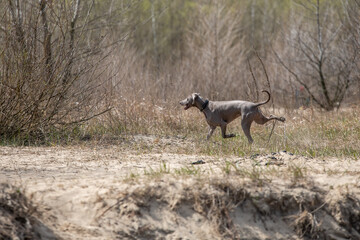 biegający Wyżeł Wajmarski - raso pies na spacerze