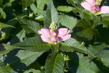 Turtlehead (Chelone lyonii). Called Pink turtlehead and Lyons turtlehead also