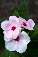 Madagascar periwinkle (Catharanthus roseus). Known also as Rosy periwinkle, Rose periwinkle, Cape periwinkle, old-maid and Vinca also.