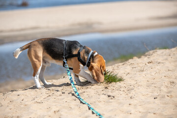 młody beagle kopiący w piasku podczas spaceru - obrazy, fototapety, plakaty