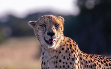 A portrait of a male cheetah.