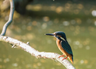 Der Eisvogel (Alcedo atthis)