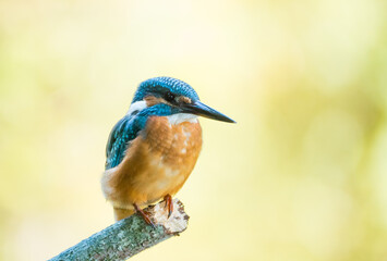 Der Eisvogel (Alcedo atthis)