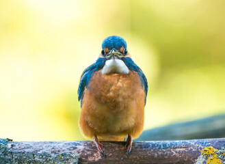 Der Eisvogel (Alcedo atthis) - 