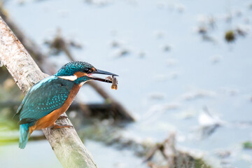 Der Eisvogel (Alcedo atthis)