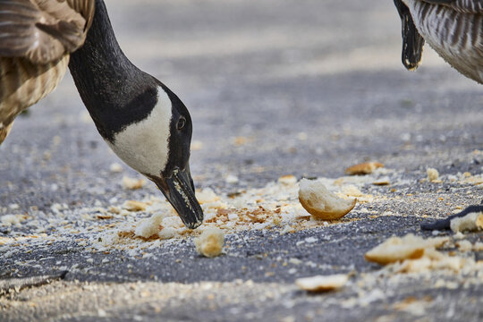 Close-up of cute geese eating bread crumbs