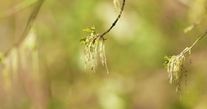 isolated flower bud of an evergreen tree in the forest