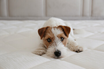Wire haired Jack Russell Terrier puppy on a white orthopedic mattress. Small rough coated doggy with funny fur stains resting on a hypoallergenic foam matress . Close up, copy space, background.