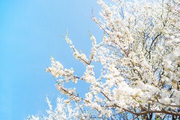 Spring fresh flowers on the tree.