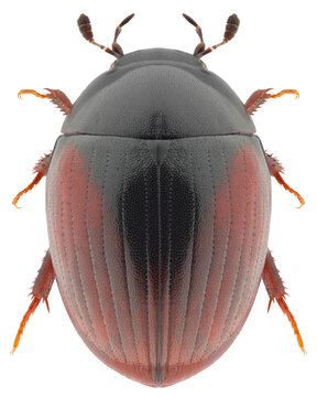 Cercyon castaneipennis beetle specimen