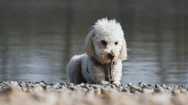 a cute poodle dog nibbling a wooden stick outside by the river
